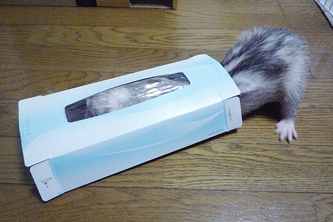 こっちから入って…