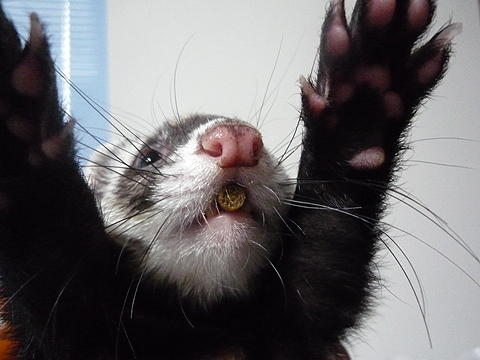 エサ、ばんざ?い！！