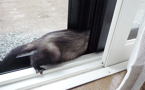 それっ、入っちゃえ！