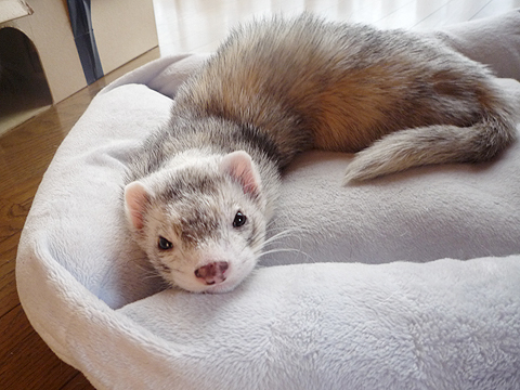 自由っていいね