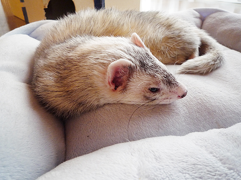 なんか眠いなぁ