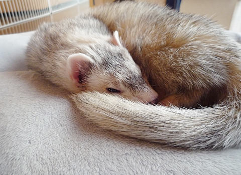 おやすみなさ?い