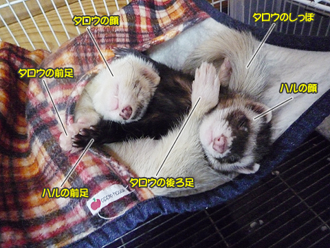 いい具合に絡まってます