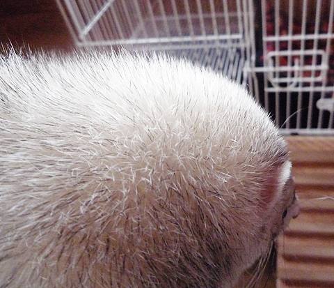 乾いた後はサラサラですよ