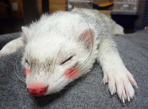 こんな恰好で失礼ですが…