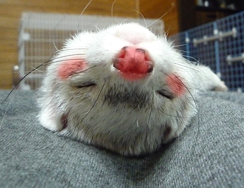 ウ?イ、酔っ払ったゾ?