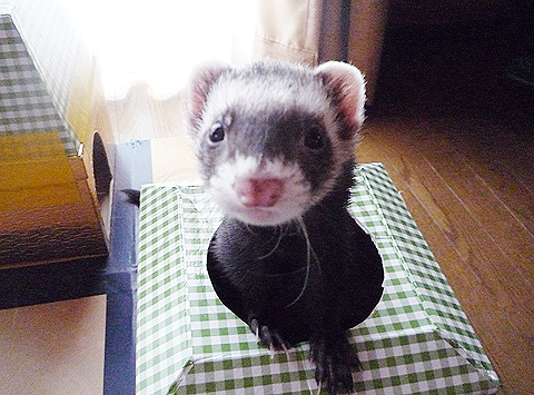 ワタシも負けないワ