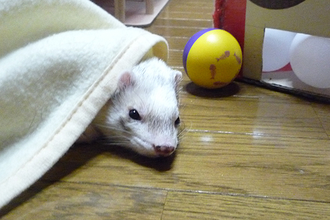 ハル：「いるけど、やーよ」