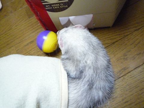 ハル：「タロウ兄ちゃん、ものぐさすぎ」