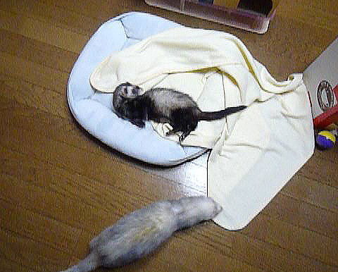 かくれんぼしよー