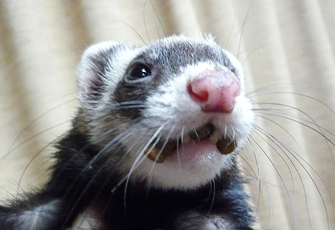 見つかってしまったけど…