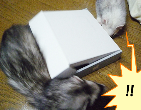 よく入れてたね、ハル