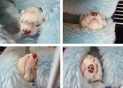 ふわふわのぬくぬく