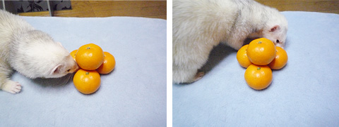 なんだろうこの臭い